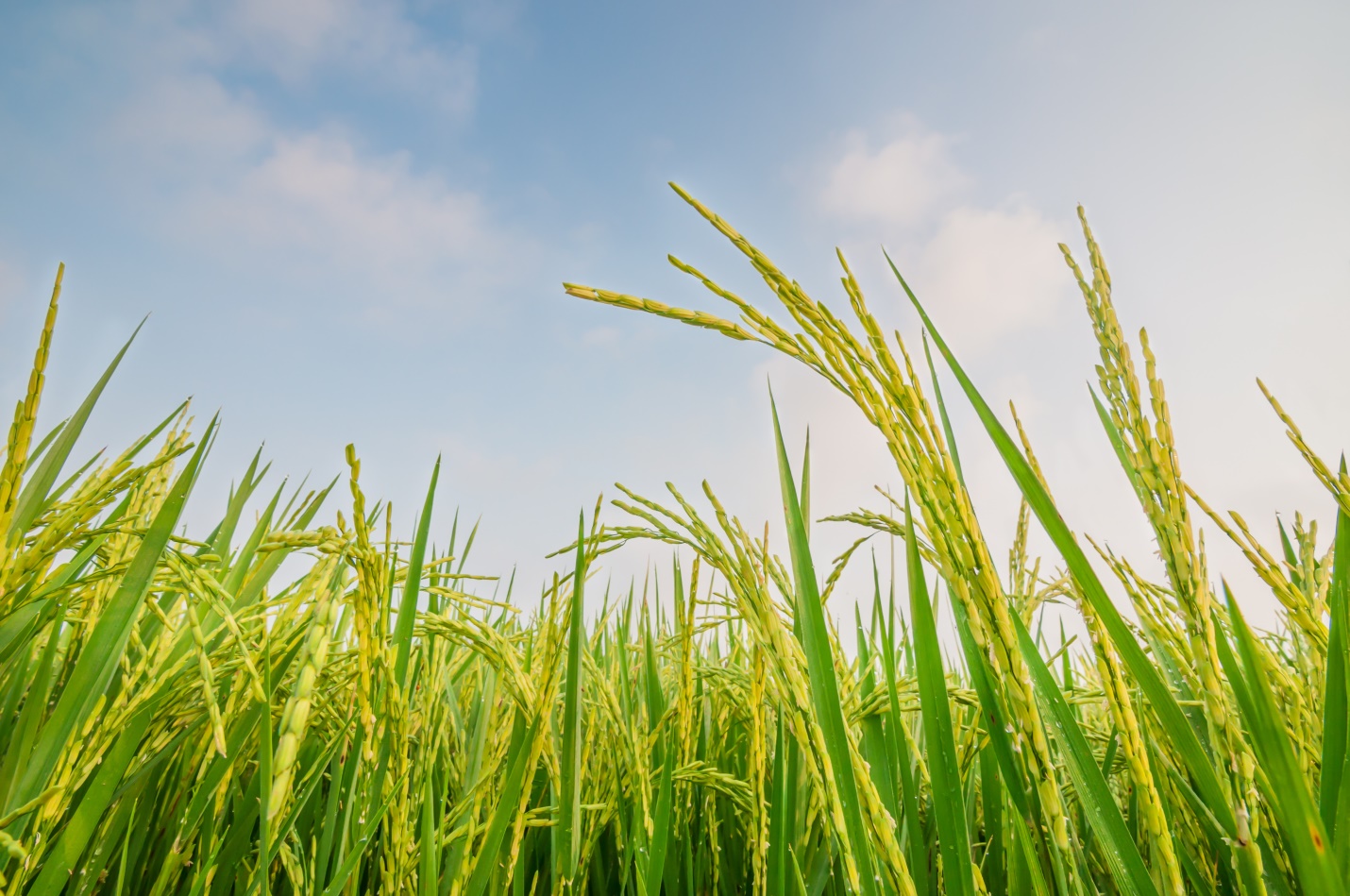 Sản xuất lúa chất lượng cao trên cánh đồng Mường Thanh - Đài Phát thanh và  Truyền hình Điện Biên