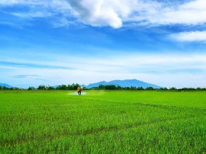 TIẾT KIỆM PHÂN BÓN, GIA TĂNG LỢI NHUẬN