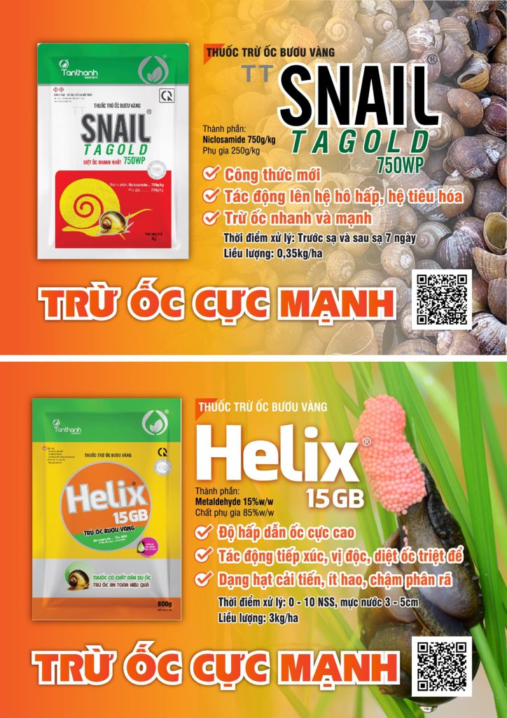 KHÔNG ĐỂ ỐC BƯƠU VÀNG CÓ CƠ HỘI GÂY HẠI