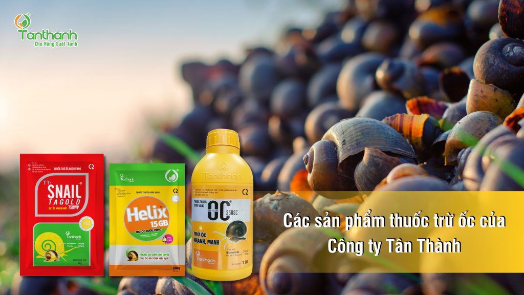 KHÔNG ĐỂ ỐC BƯƠU VÀNG CÓ CƠ HỘI GÂY HẠI