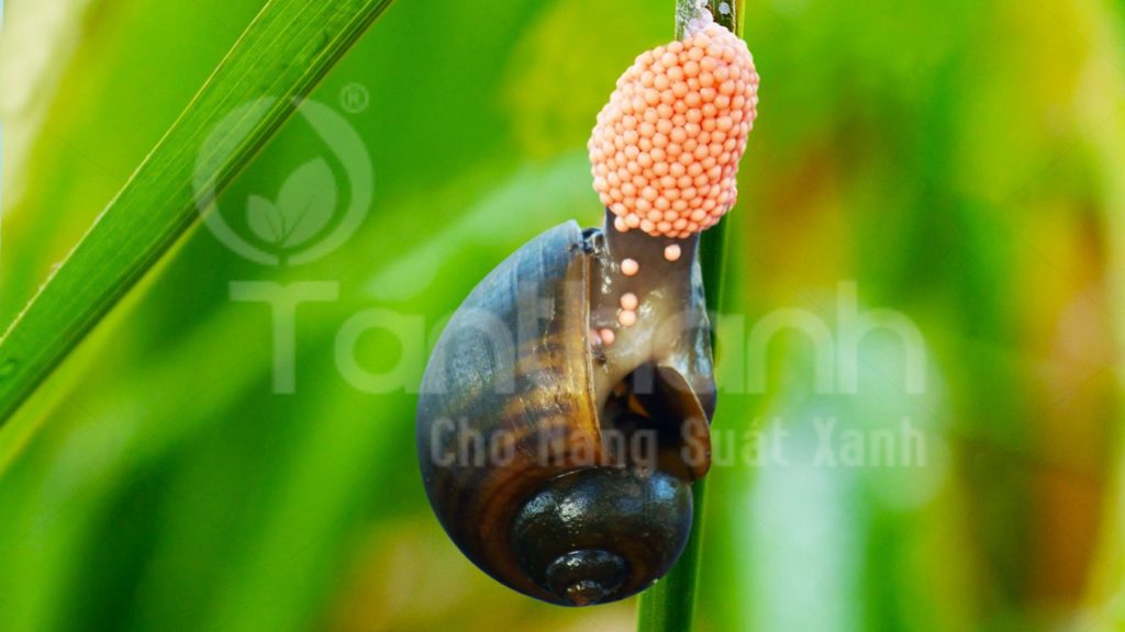 KHÔNG ĐỂ ỐC BƯƠU VÀNG CÓ CƠ HỘI GÂY HẠI