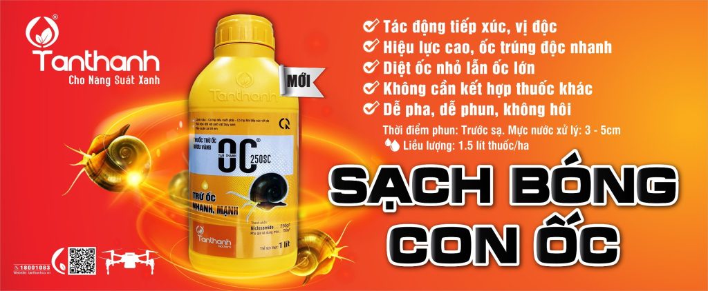 KHÔNG ĐỂ ỐC BƯƠU VÀNG CÓ CƠ HỘI GÂY HẠI
