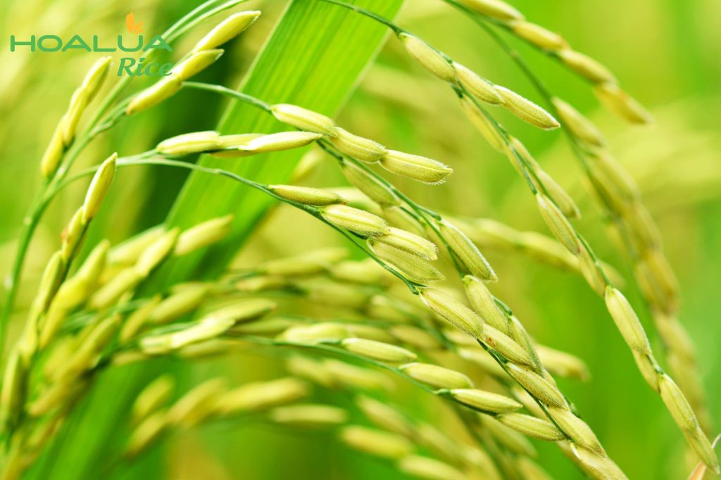 Giá gạo tăng mạnh - Thị trường sắp tới sẽ như thế nào?