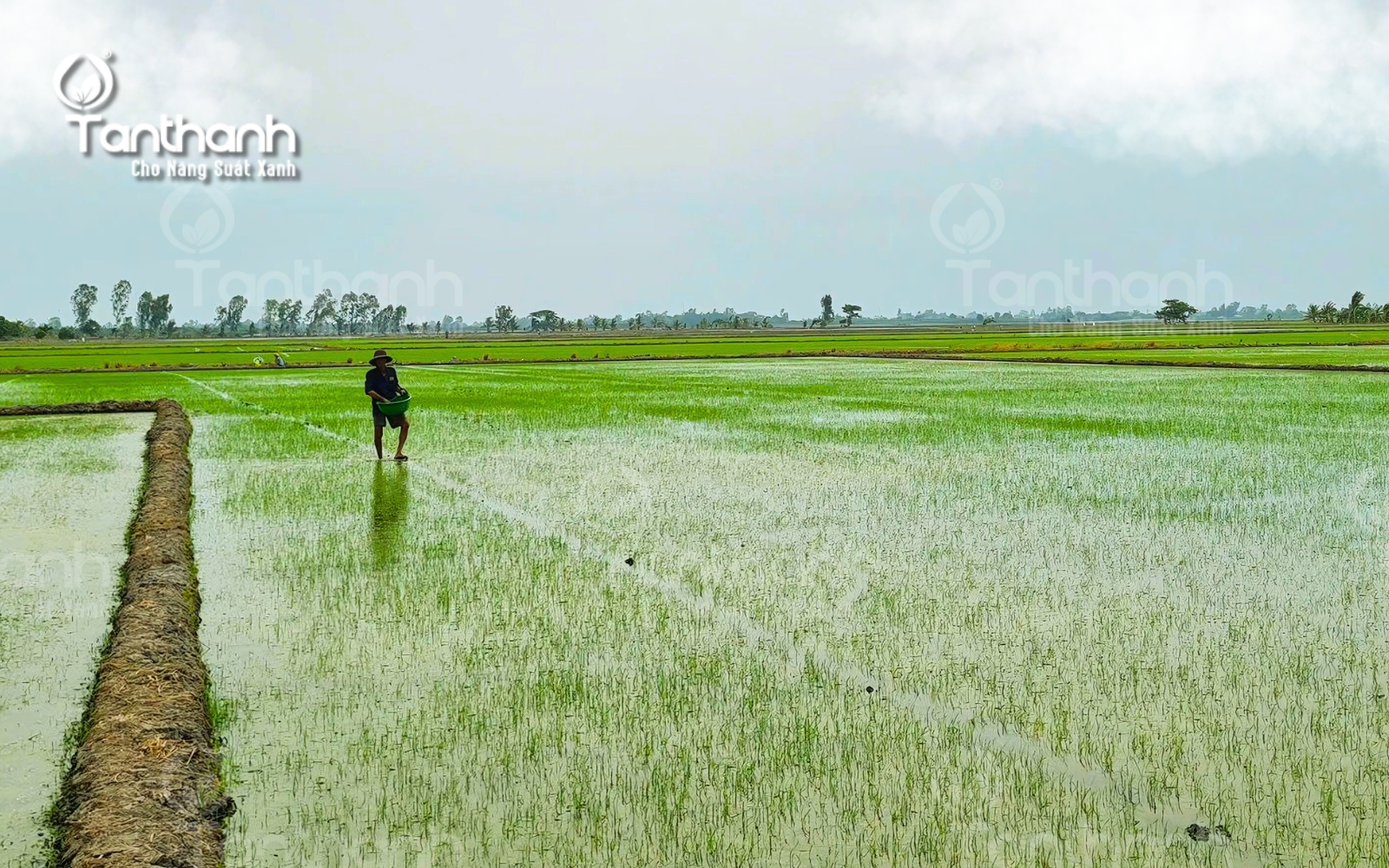 Hướng dẫn phòng trừ lúa cỏ đúng cách
