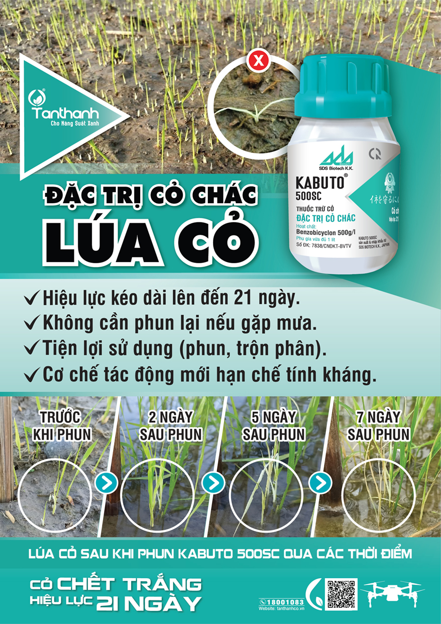 Hướng dẫn phòng trừ lúa cỏ đúng cách