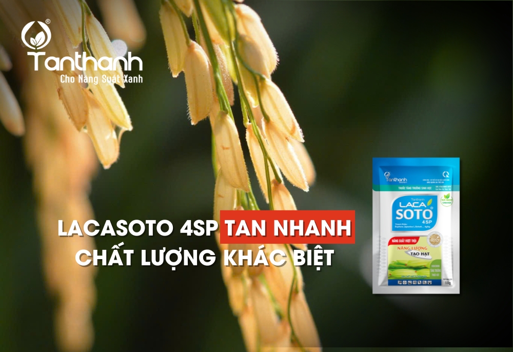 5 lý do giúp Lacasoto 4SP trở thành ưu tiên hàng đầu của cữ vô gạo 5 lý do giúp Lacasoto 4SP trở thành ưu tiên hàng đầu của cữ vô gạo
