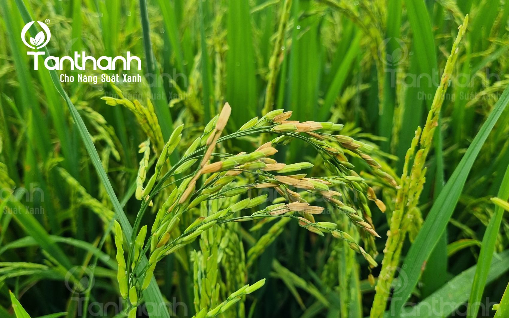 Đừng để lép vàng vi khuẩn khiến lúa mất năng suất và chất lượng 