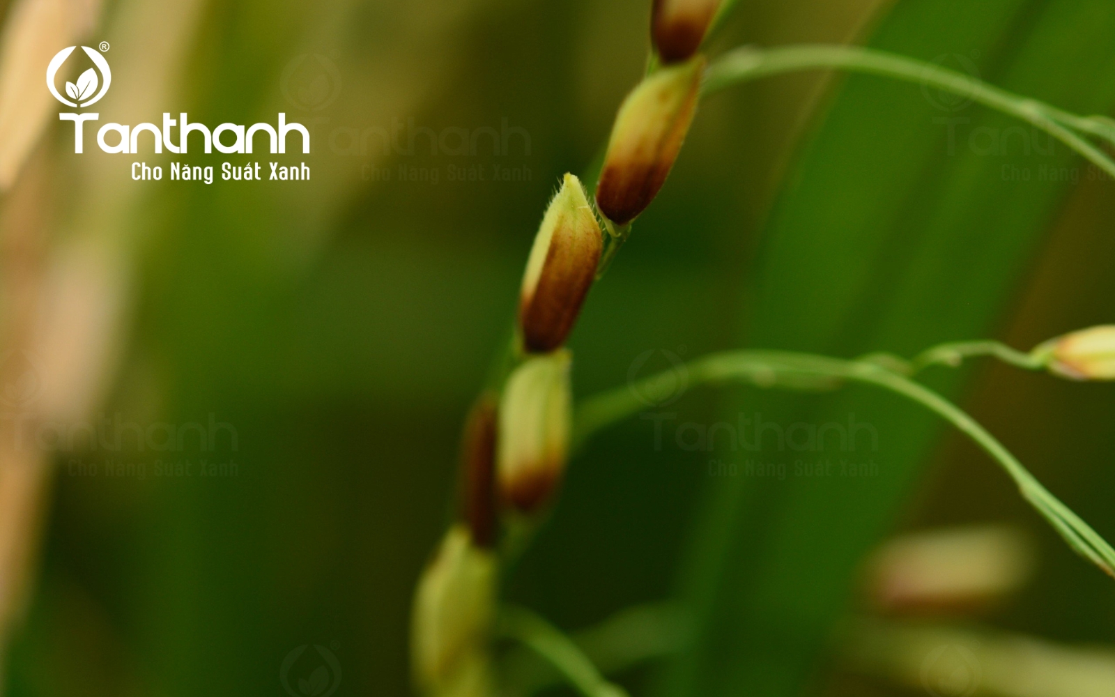 Đừng để lép vàng vi khuẩn khiến lúa mất năng suất và chất lượng 