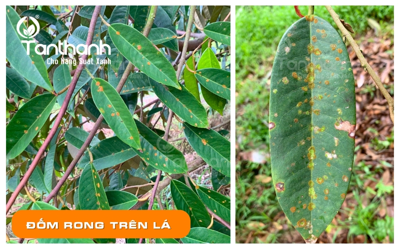 Cách chọn sầu riêng ngon Cách chọn sầu riêng ngon