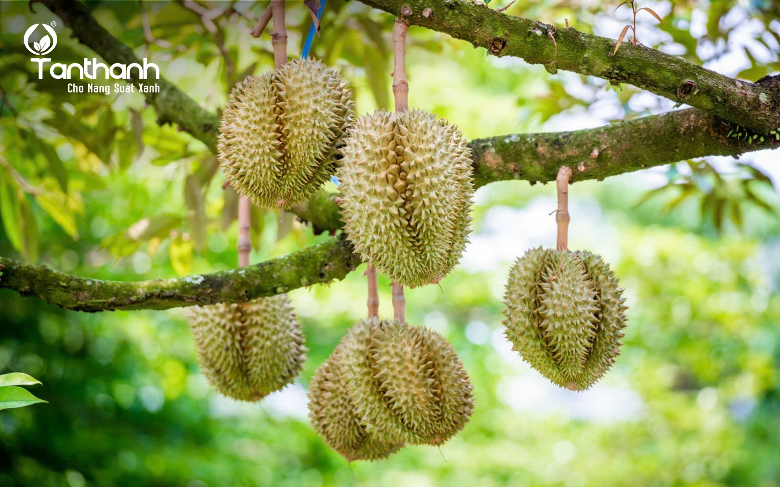 Cách chọn sầu riêng ngon Cách chọn sầu riêng ngon