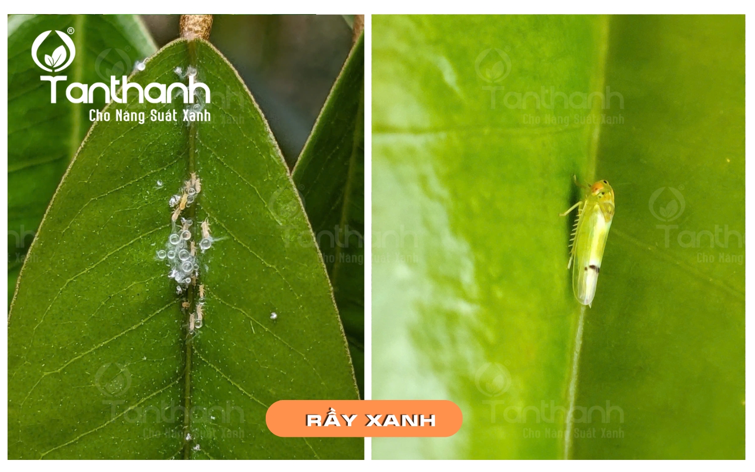 https://web.facebook.com/tanthanhco https://web.facebook.com/tanthanhco