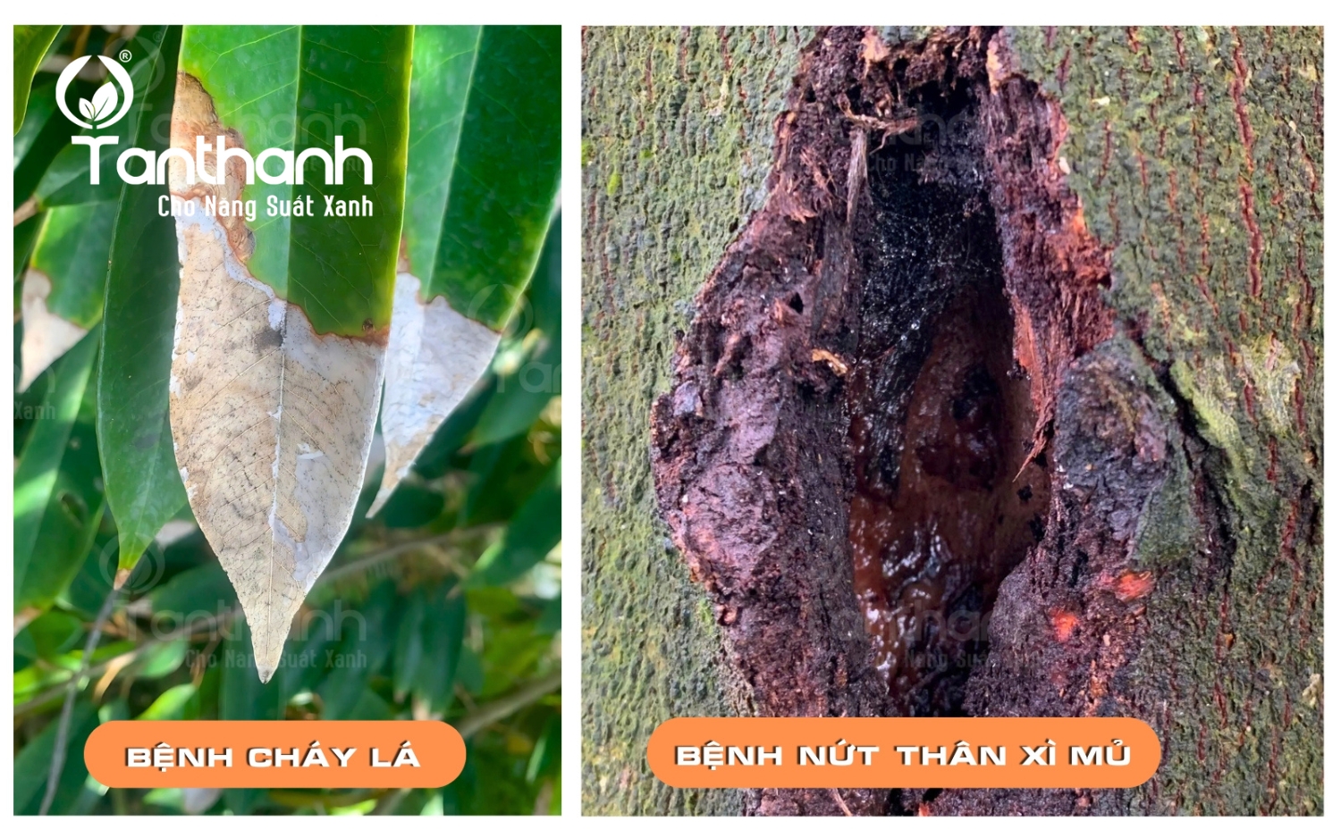 Cách chọn sầu riêng ngon Cách chọn sầu riêng ngon