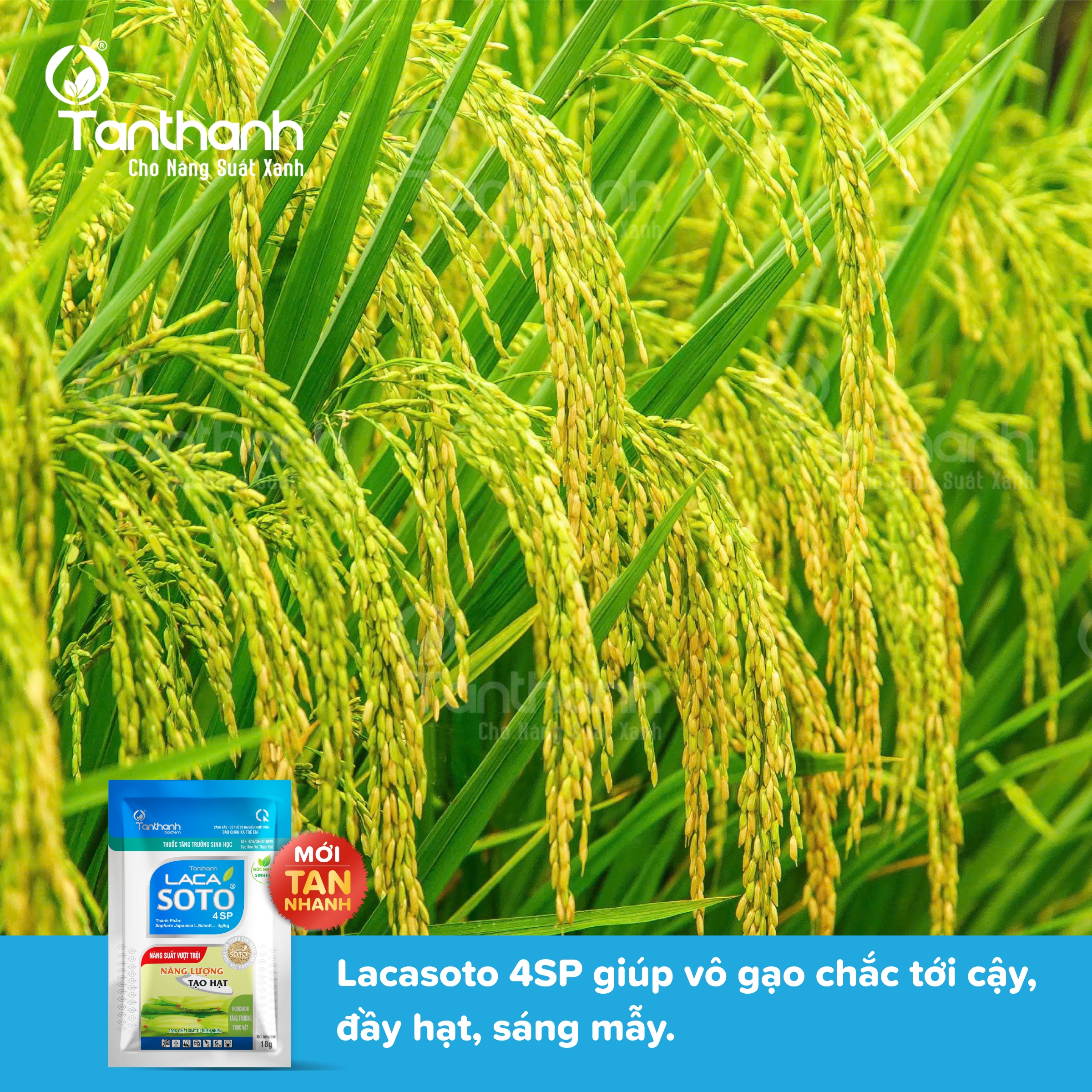 5 lý do giúp Lacasoto 4SP trở thành ưu tiên hàng đầu của cữ vô gạo 5 lý do giúp Lacasoto 4SP trở thành ưu tiên hàng đầu của cữ vô gạo