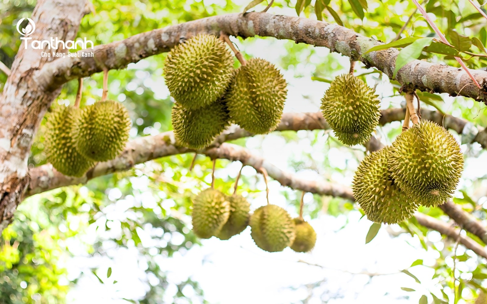 Tăng Trưởng Trái Sầu Riêng An Toàn, Hiệu Quả Với TT Biobeca 0.1SP Tăng Trưởng Trái Sầu Riêng An Toàn, Hiệu Quả Với TT Biobeca 0.1SP
