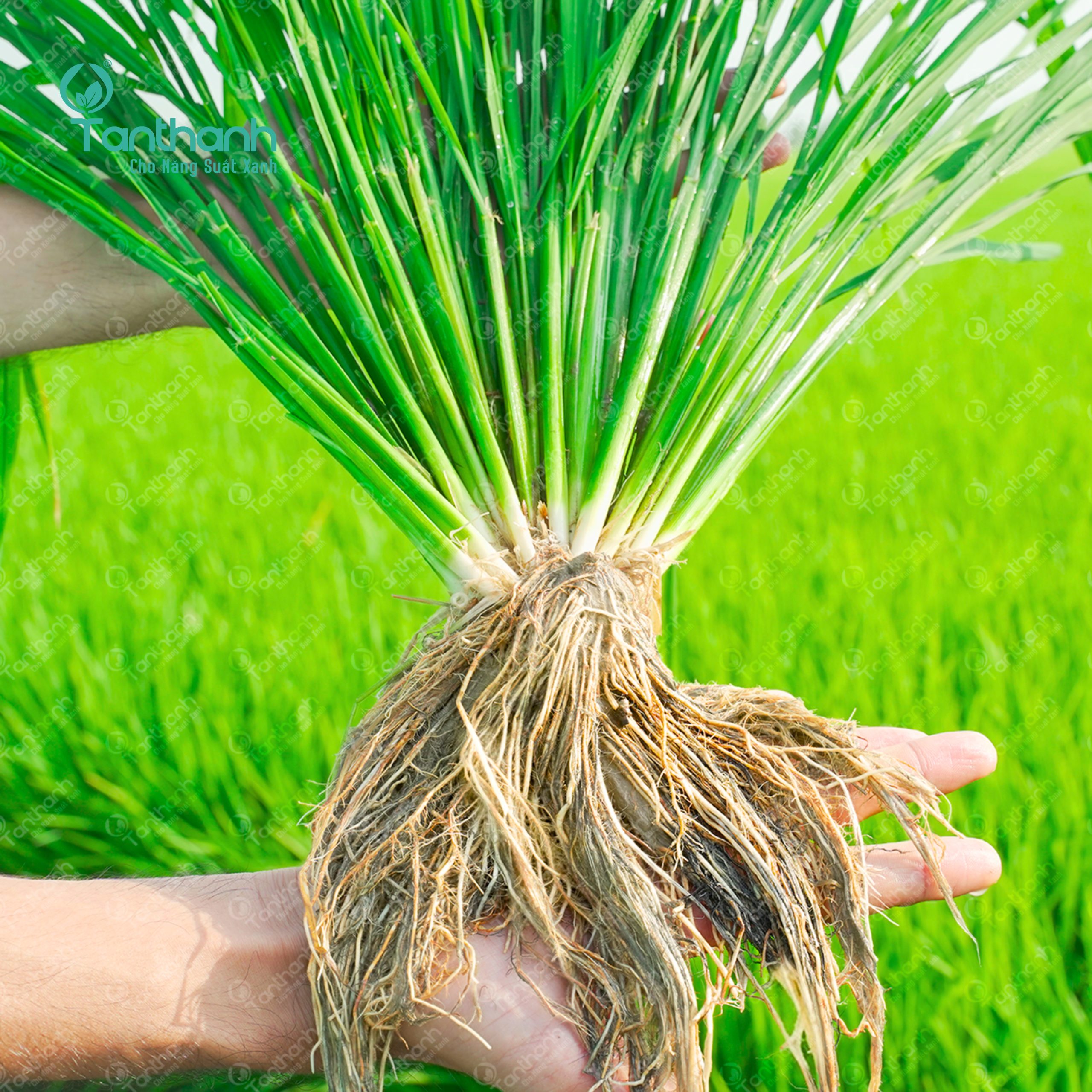TIẾT KIỆM PHÂN BÓN CHO LÚA: GIẢI PHÁP BỀN VỮNG BẮT ĐẦU TỪ BỘ RỄ