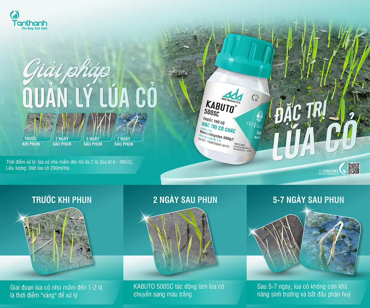 Vì sao lúa cỏ mọc trước lúa sạ?