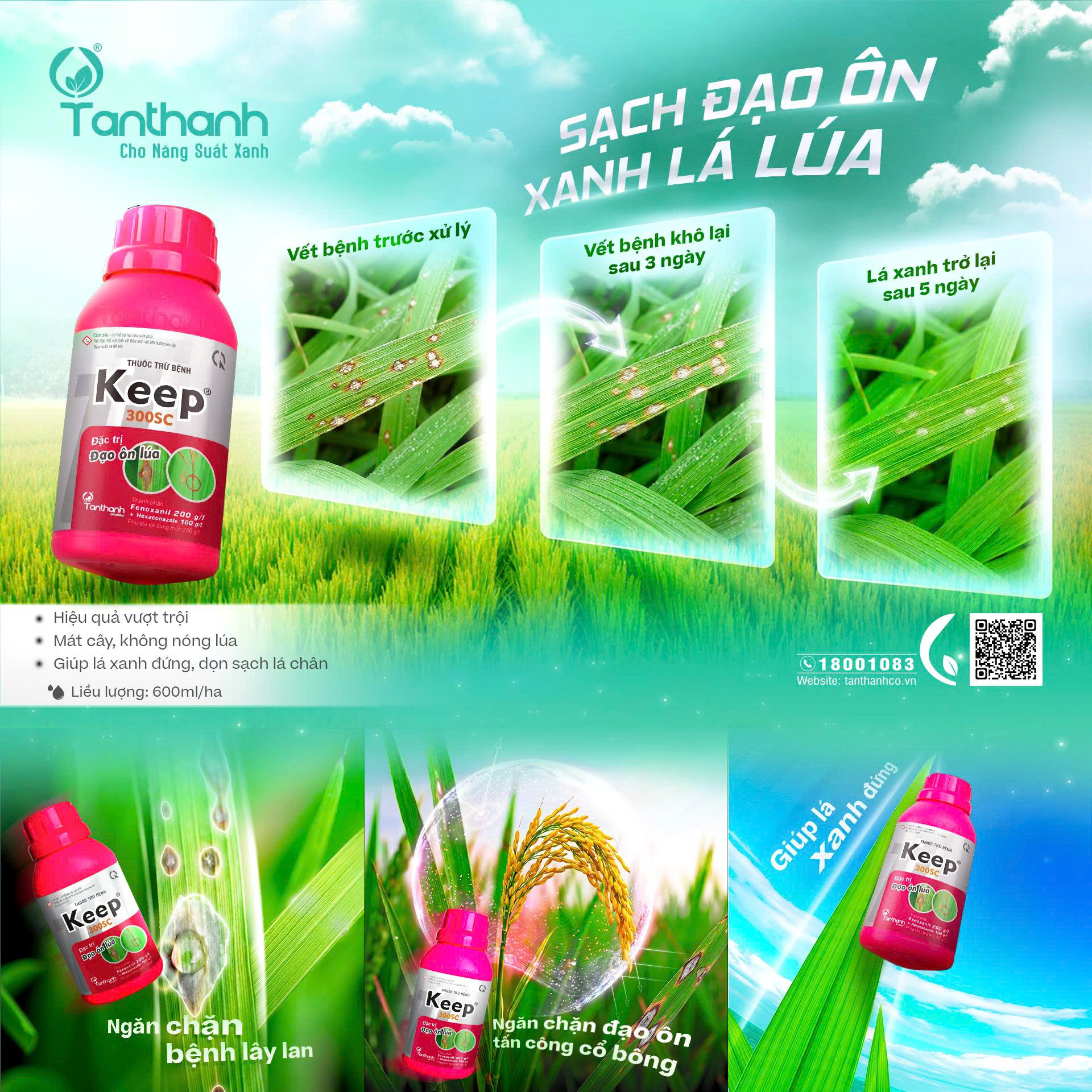 Từ vết chấm kim đến cháy lá hàng loạt, đừng chủ quan Từ vết chấm kim đến cháy lá hàng loạt, đừng chủ quan