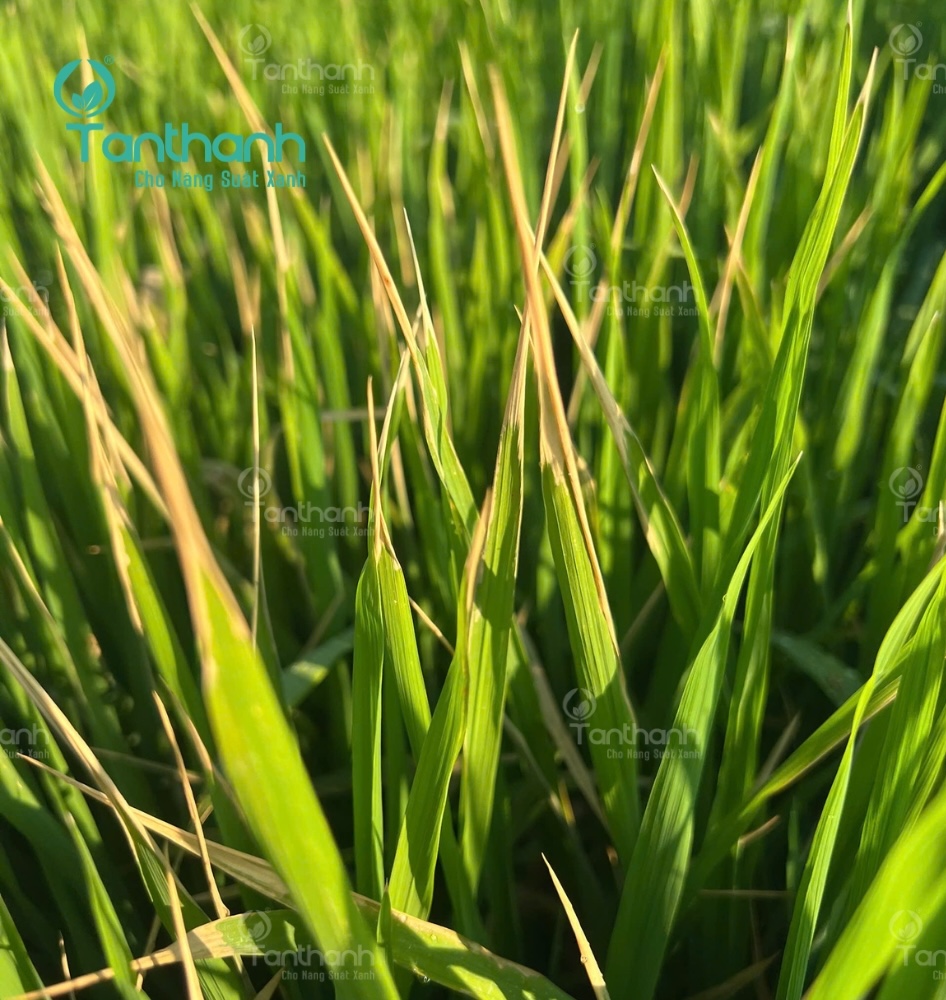Lưu ý khi phun thuốc trị vi khuẩn trên lúa để đạt hiệu quả cao