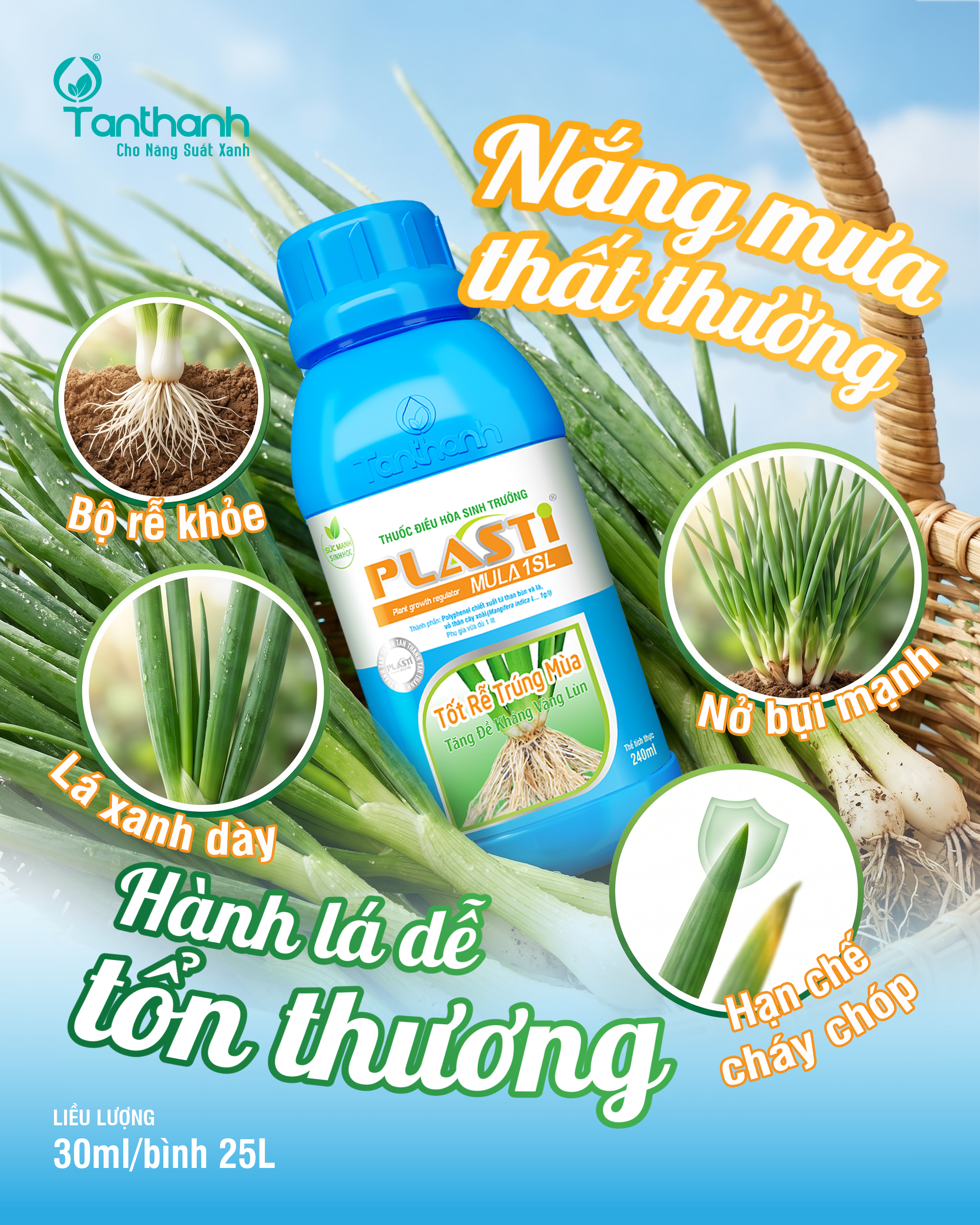 PHỤC HỒI NHANH - RA RỄ MẠNH - ĐỨNG LÁ HÀNH PHỤC HỒI NHANH - RA RỄ MẠNH - ĐỨNG LÁ HÀNH